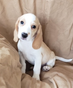2018/10/ad-beagle-puppy-picture-2cefacf8-7f86-427a-b703-f8a82fb31c35-jpg-sf89.jpg