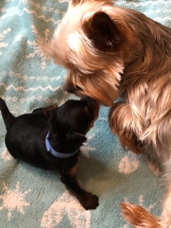2019/01/ad-gorgeous-yorkshire-terrier-pups-5b0016c6e3627-jpg-n18m.jpg