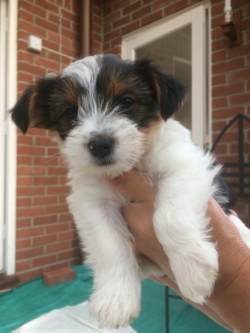 2019/02/ad-six-beautiful-yorkshire-terrier-pups-for-sale-5bcf304f78997-jpg-5y64.jpg