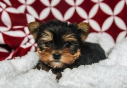 2019/03/ad-akc-t-cup-yorkie-puppies-for-sale-jpg-zf5h.jpg